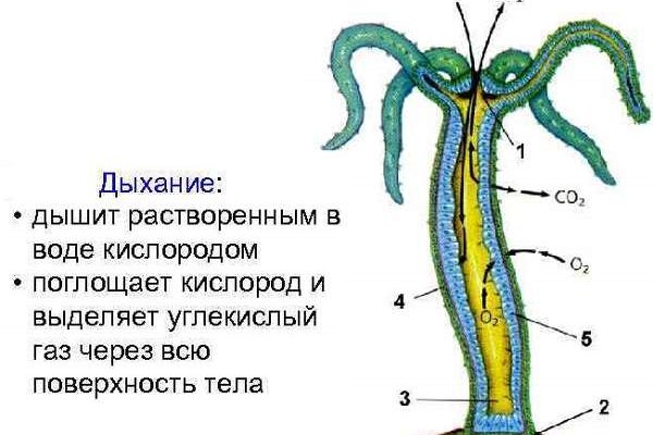 Как выйти на кракен