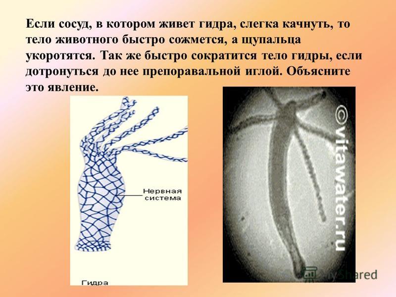 Кракен официальная ссылка зеркало